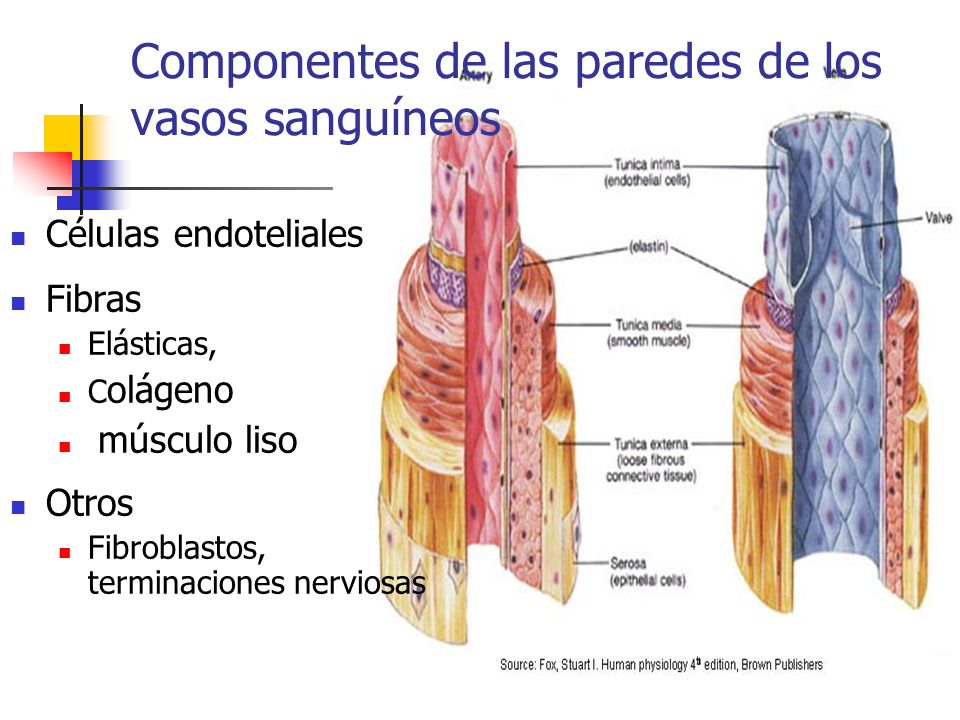 son venas vasos sanguíneos